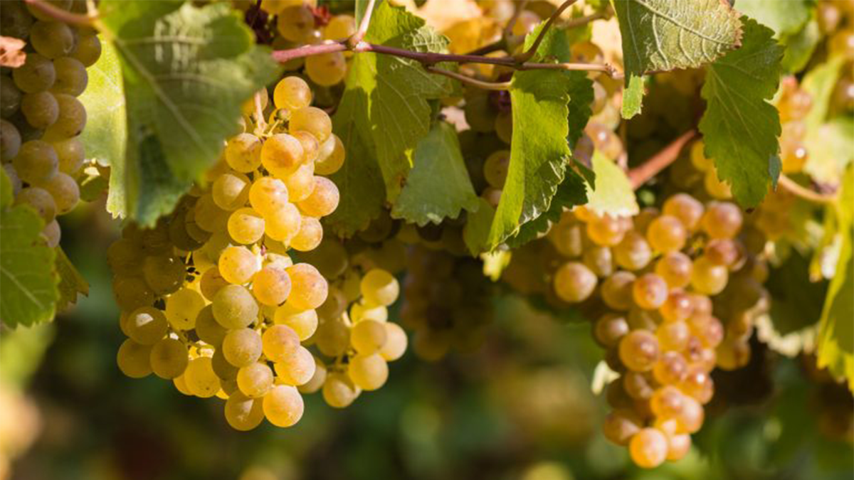 Read more about the article The iDealwine vinification glossary | Part 2: White wine