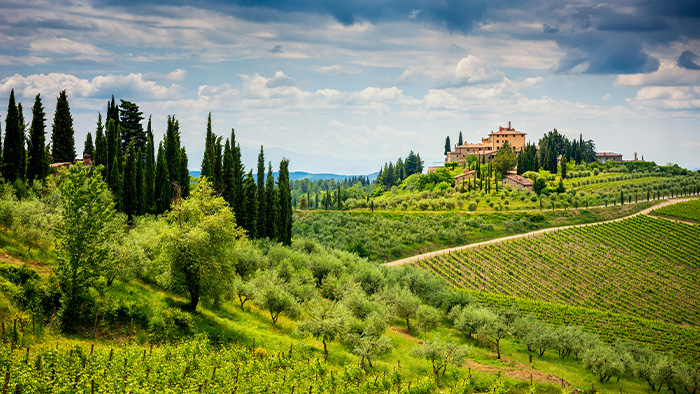 Vines growing in Tuscany