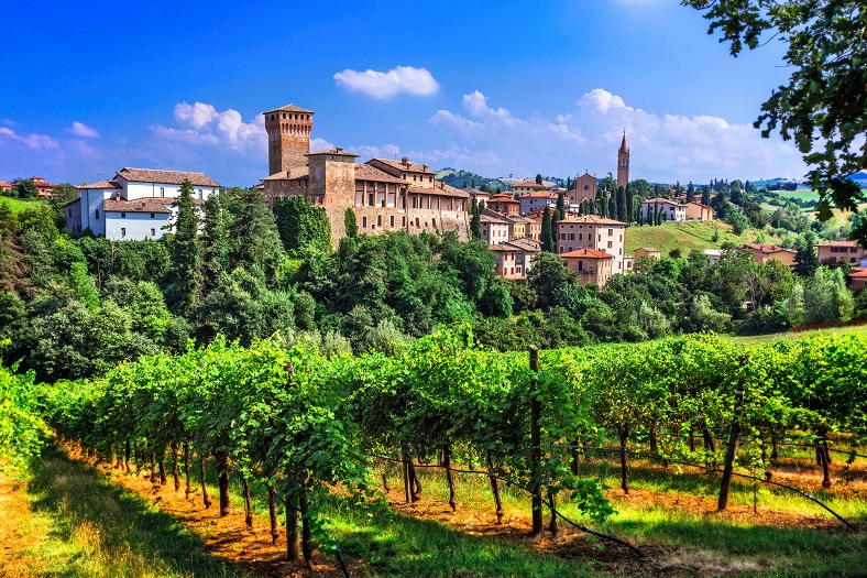 Vines growing in an Italian vineyard with a town in the distance