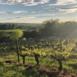 April 2024 Auction Report: Domaine Charles Joguet steals the limelight