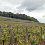 En Primeur 2023 | Right Bank vintage analysis and top picks including Saint-Emilion and Pomerol
