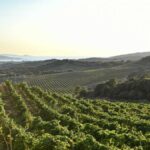 Guide to fine Corsican wines