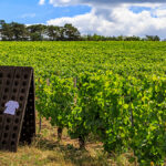 Cycling through the vines – the Tour de France – Part 2