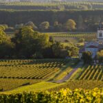 2021 white Bordeaux wines shine bright despite being a challenging vintage