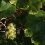 Golden grapes and a radiant awakening, that’s what Aligoté is all about!