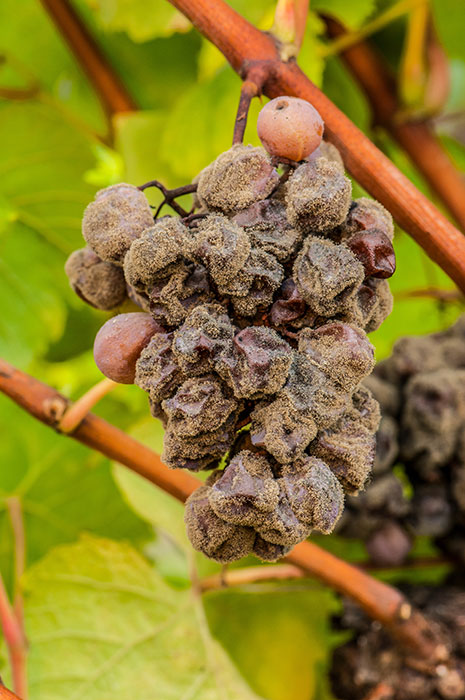 Grey mould on a bunch of grapes