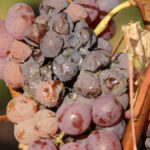 Spotting and treating the main vine diseases