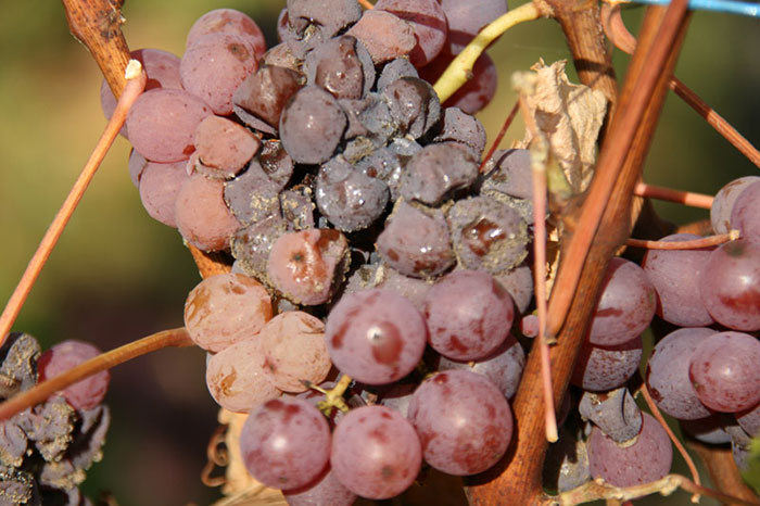 rotting bunch of grapes after they have been effected by one of main vin diseases
