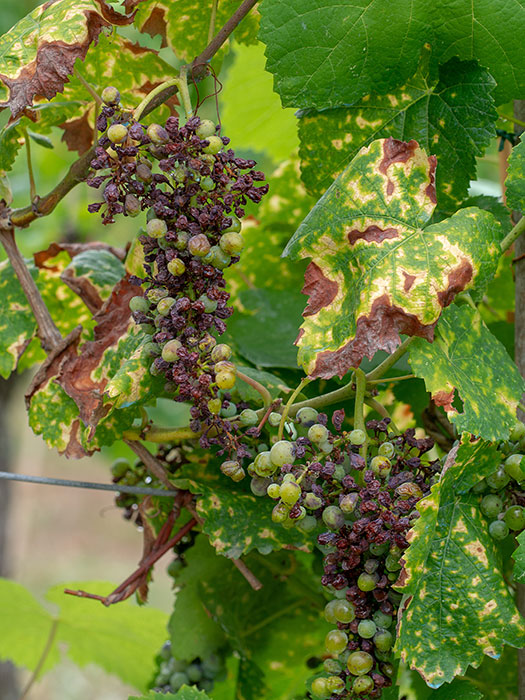 Block rot having affected a vine adn its grapes