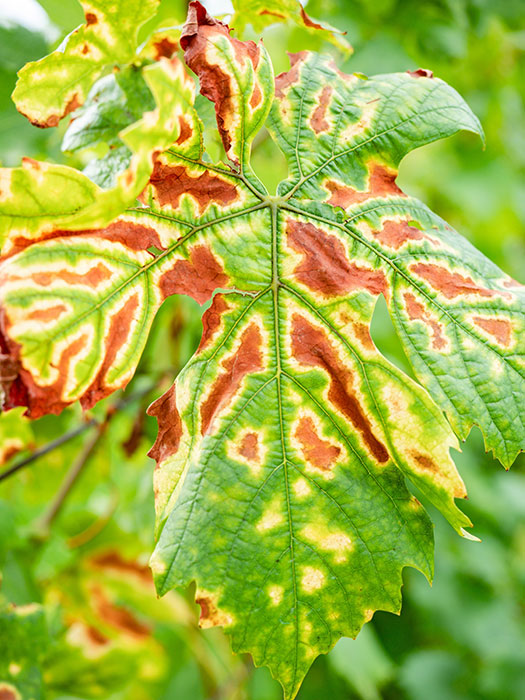 A grape leaf that's been effected by Esca