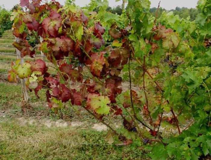 Flavescence dorée having affected a vine
