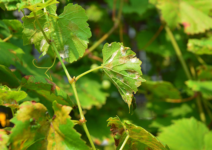 Mildew on vine leaves