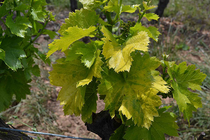 Grapevine fanleaf on vine leaves