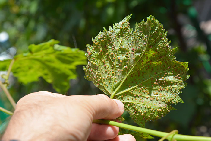 PHYLLOXERA on the back of a vine leaf