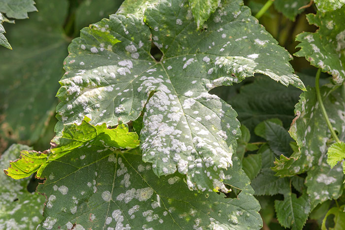 Powdery mildew on vine leaves