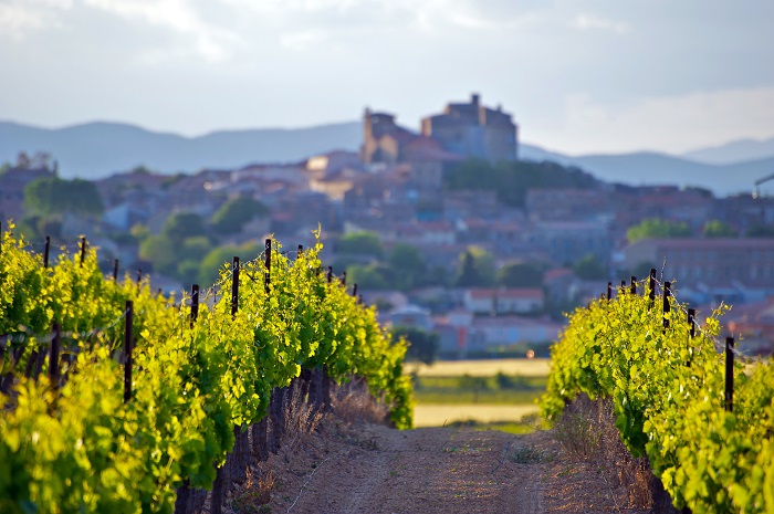 Vines growing in Languedoc