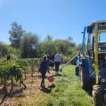 France’s 2024 harvest – Fewer grapes this year!