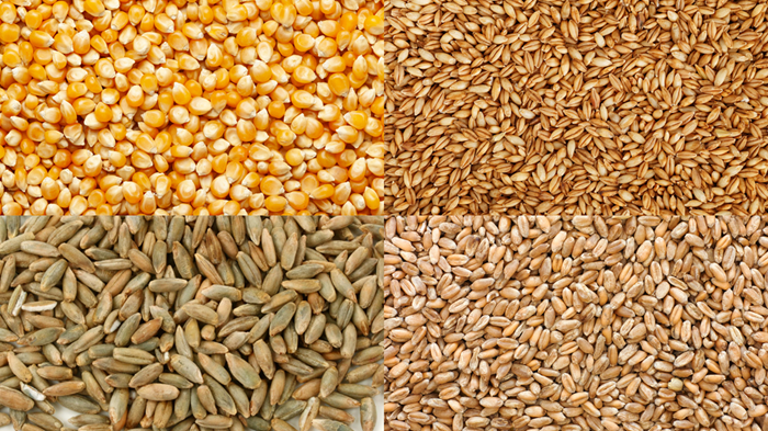 An image made of 4 photos of grains: corn, barely, rye and wheat (left to right)
