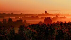 Read more about the article Cabernet Franc | From the Loire Valley to the New World