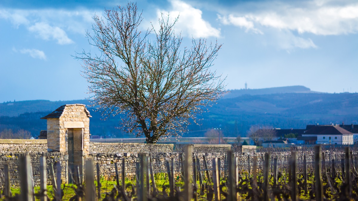 Read more about the article Montrachet, Chevalier, Criots, and Bâtard-Montrachet – The stories behind the names