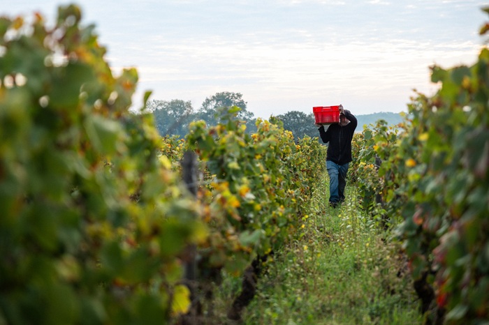 Hospices des Nuits vines with a man carrying a crate of grapes in the back ground