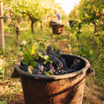 What was the 2020 French vintage like?