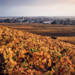 What is the Nuits-Saint-Georges appellation like?