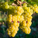 Savagnin, the grape that adds a touch of magic to your glass