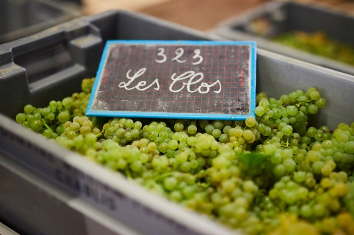 William Fèvre grapes