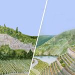 Côte-Rôtie vs Châteauneuf-du-Pape – What’s the difference?