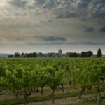 2024 En Primeur | 2024 Bordeaux: Weather and wine characteristics