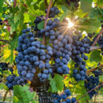 Burgundy’s grape varieties