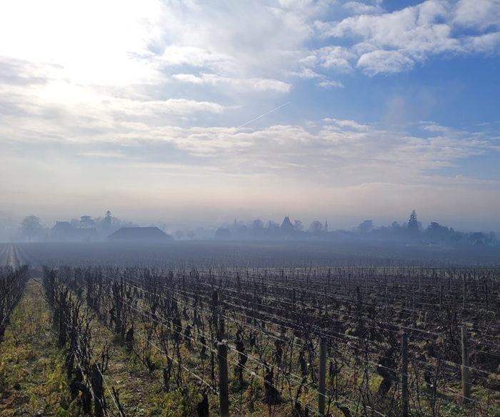 mist hanging over the vineyard on a sunny winter morning