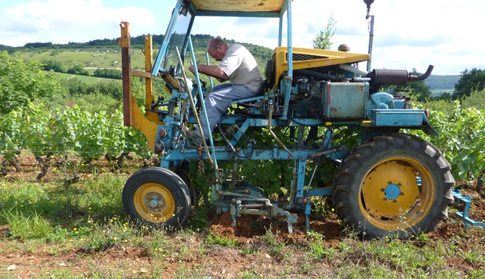 Pierre Fenals on a vine tractor