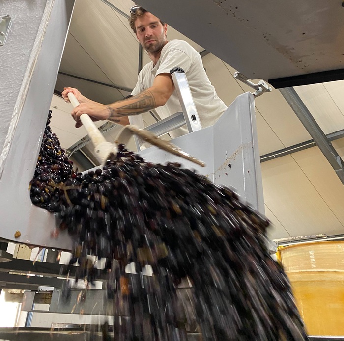 Black grapes being moved into a container for winemaking