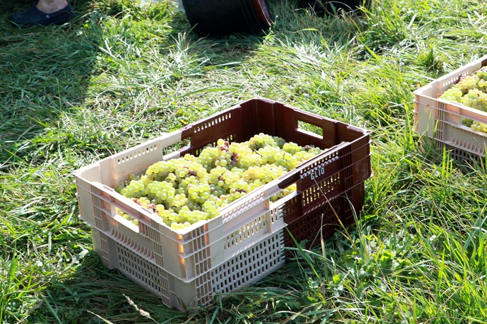 A crate of freshly harvested grapes