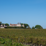 2024 En Primeur | Vintage analysis and top picks from Sauternes and Barsac