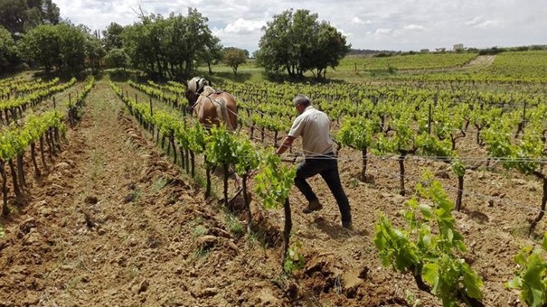 Working the soil with a draught horse