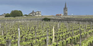 Read more about the article 2024 En Primeurs | Wines to drink young?
