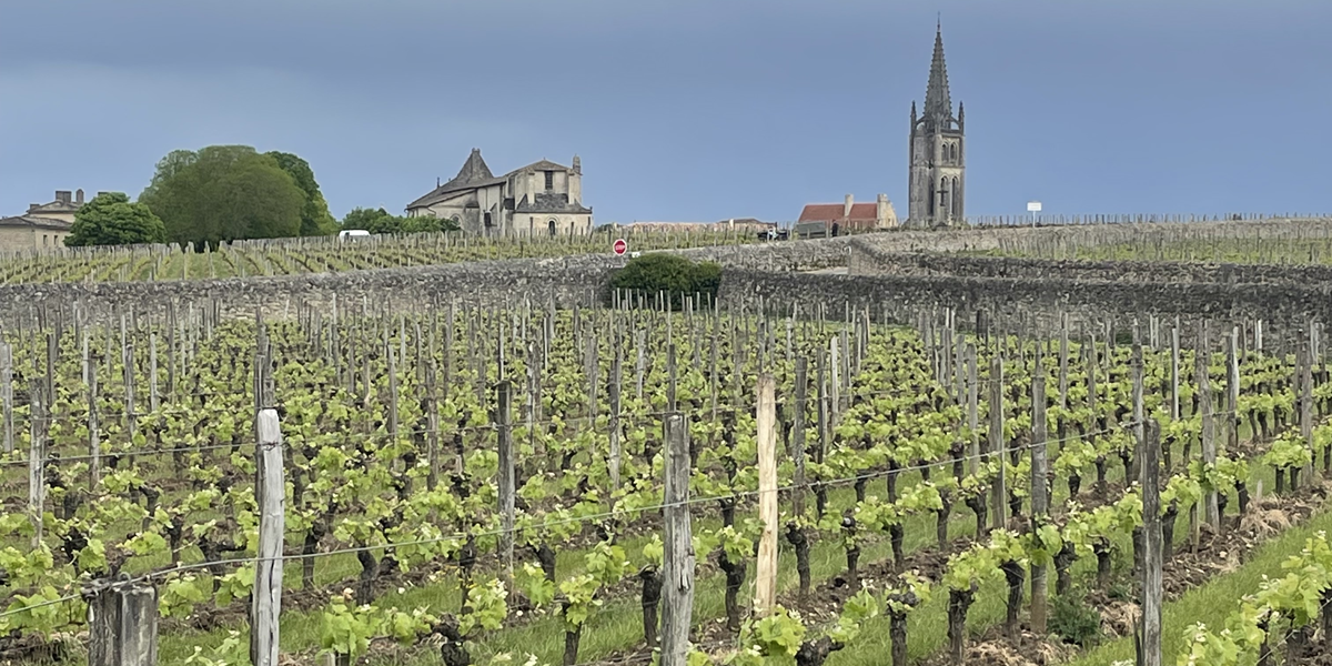 Read more about the article 2024 En Primeurs | Wines to drink young?
