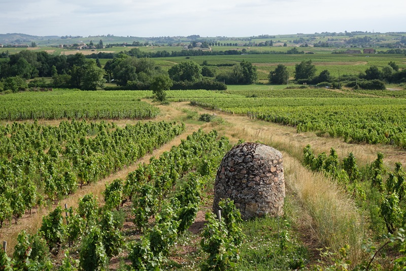 iDealwine Beaujolais view from the windmill