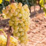 Rolle aka Vermentino – The white grape of the Mediterranean