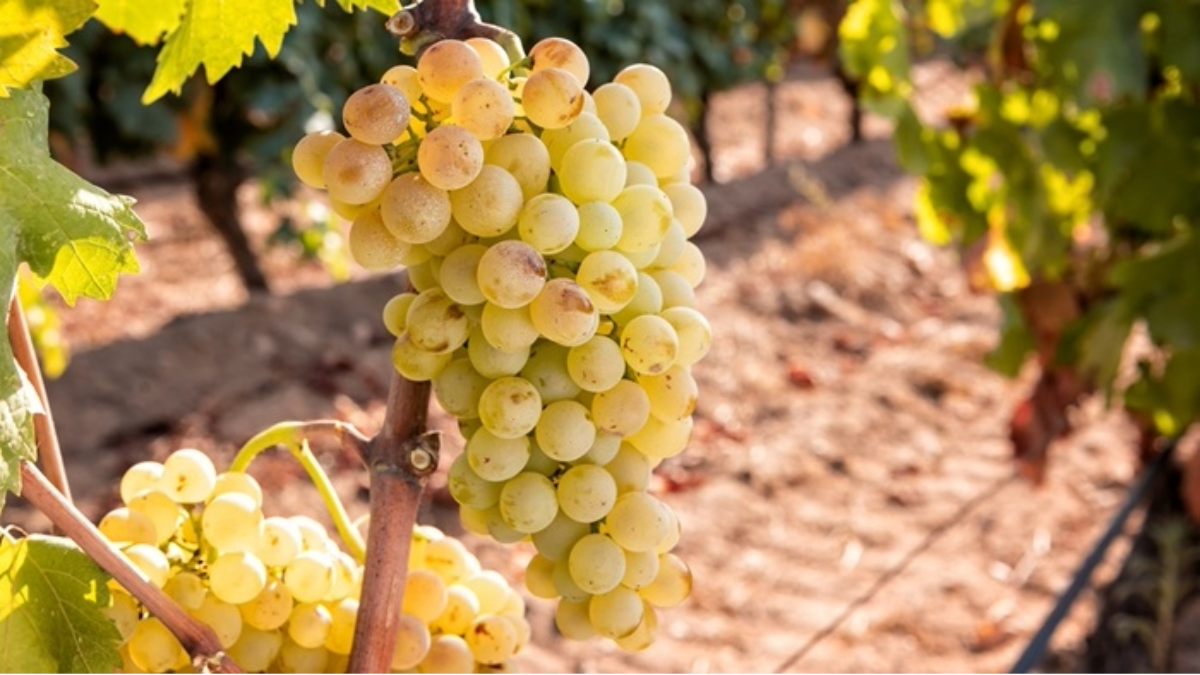 Read more about the article Rolle aka Vermentino – The white grape of the Mediterranean