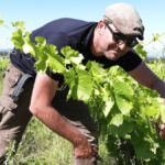 Romain Le Bars, the natural instinct of Tavel and Lirac