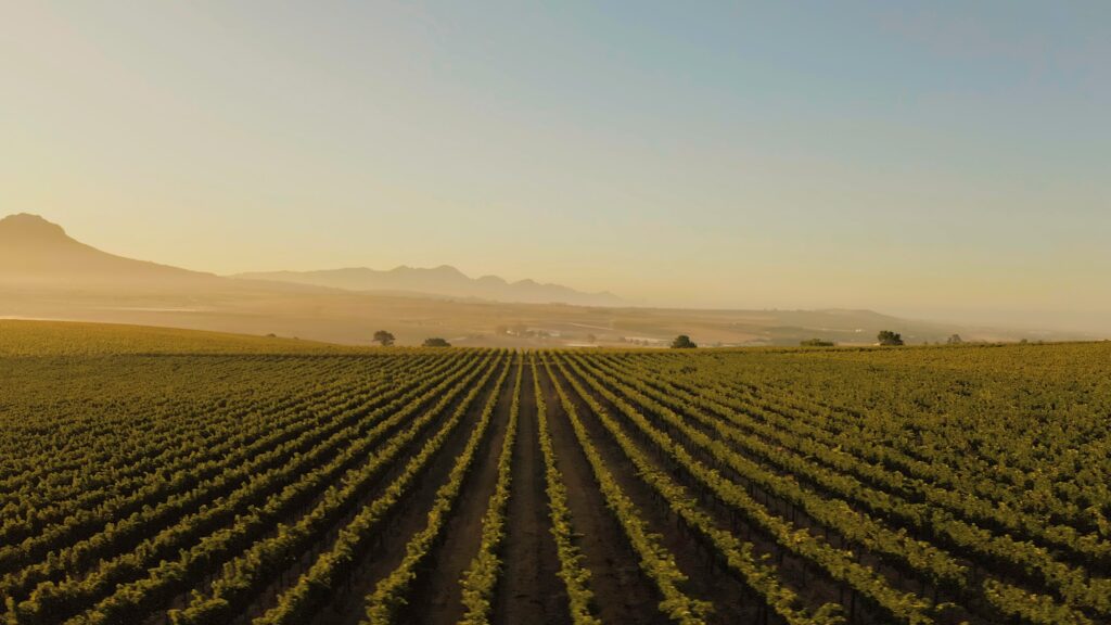 Damascene's Stellenbosch Cabernet Sauvignon vineyard facing the Atlantic Ocean