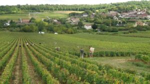Read more about the article Bouzeron, Burgundy’s must-try quiet revelation