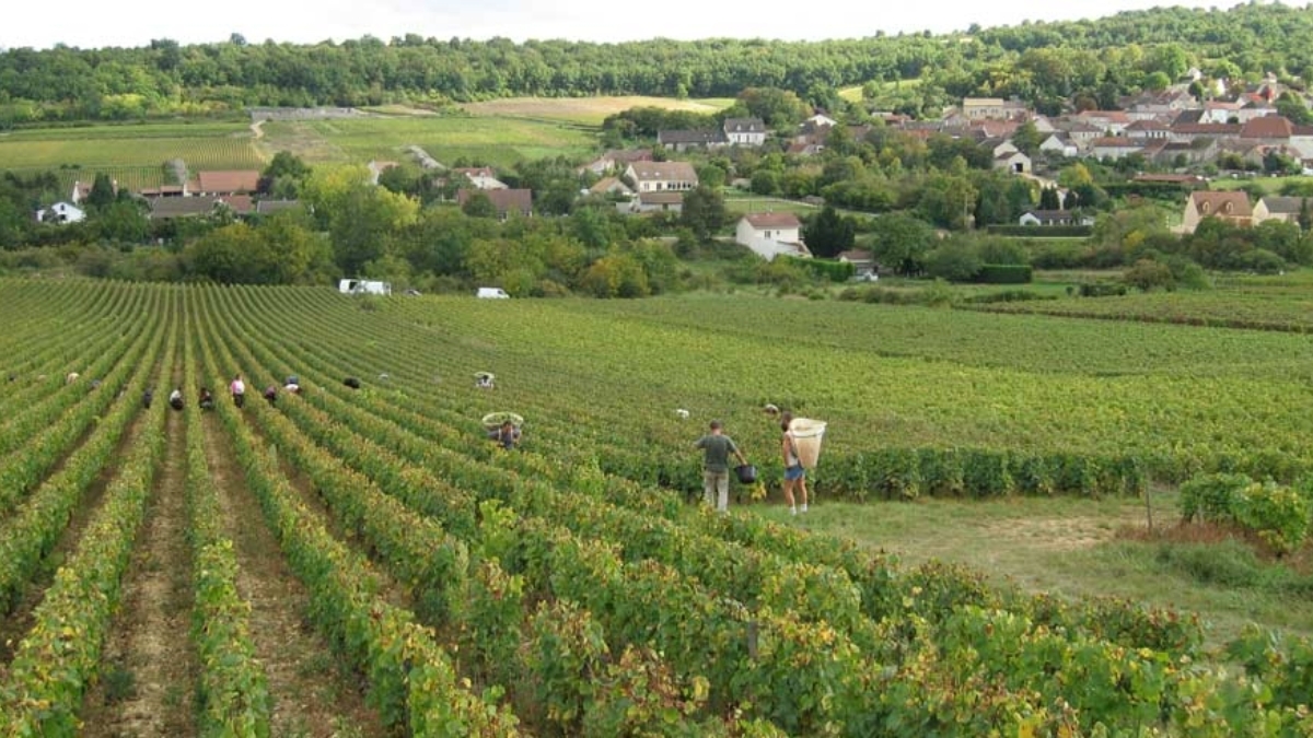 Read more about the article Bouzeron, Burgundy’s must-try quiet revelation