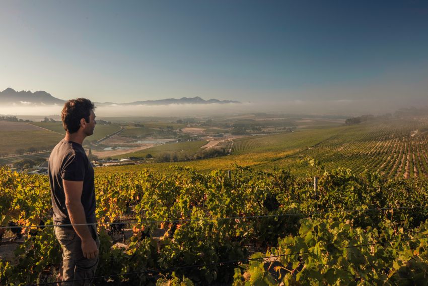 Jean Smit looking out over a vineyard in Stellenbosch