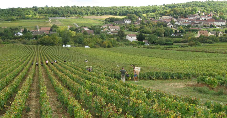 Vines at Domaine de Villaine in Bouzeron