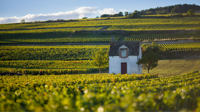 A winemaker's cabin in a Beaune vineyard